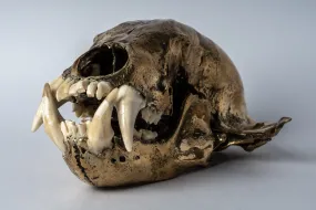 Bear Skull (PR B)